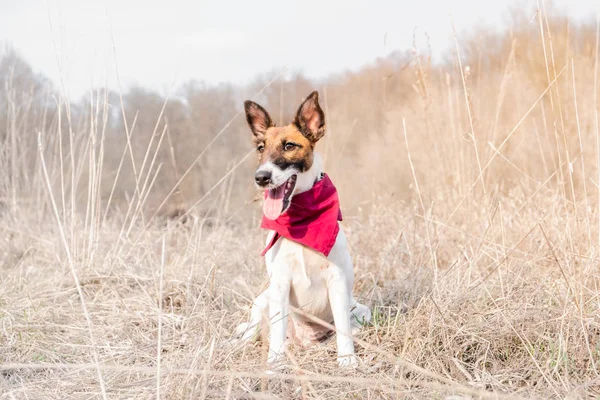 Smooth Fox Terrier szczeniak ciesząc się wielką pogodą na zewnątrz — Zdjęcie stockowe