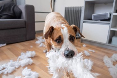 Evde kabarık bir yastık yok bir köpek