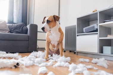 Suçlu köpek ve evde yok edilen bir oyuncak ayı