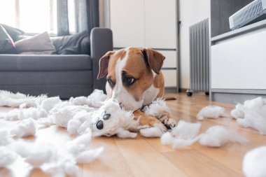 Suçlu köpek ve evde yok edilen bir oyuncak ayı