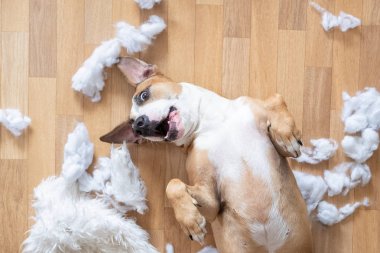 Katta bir yastık yırtık parçaları arasında oynak köpek, üst görünüm