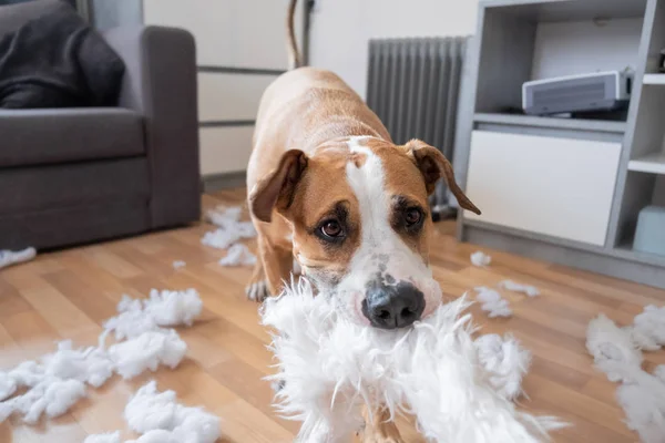 Evde kabarık bir yastık yok bir köpek