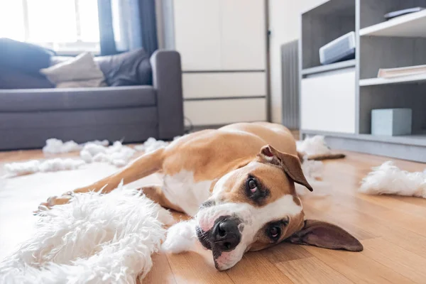 Chien se trouve parmi les morceaux déchirés d'un oreiller dans un salon — Photo