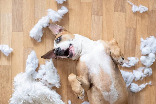 Cão brincalhão entre pedaços rasgados de um travesseiro no chão, vista superior — Fotografia de Stock