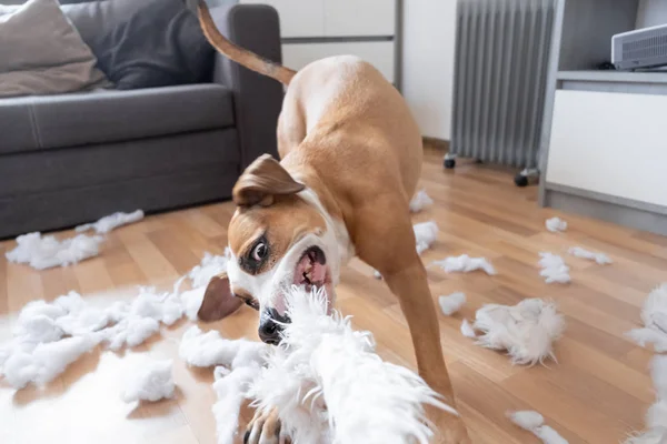 Funny speelse hond vernietigen van een pluizige kussen thuis Rechtenvrije Stockfoto's