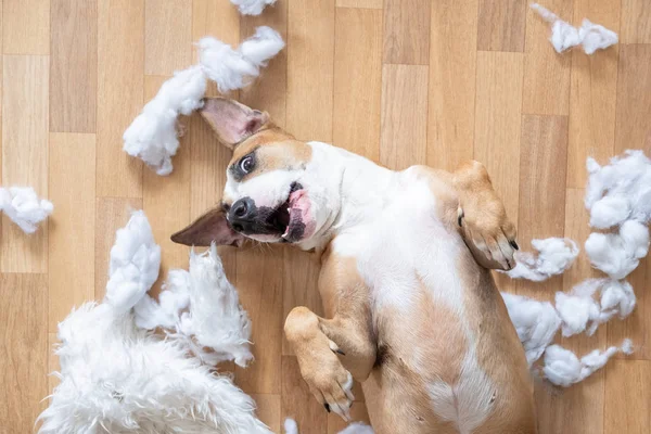 Anjing bermain di antara potongan-potongan robek bantal di lantai, pandangan atas Stok Foto