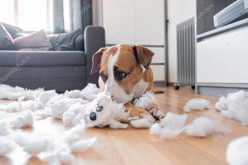 Guilty dog and a destroyed teddy bear at home