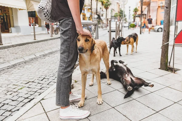 A man stroking a homeless dog on a city street surrounded by other stray dogs. — Stock Photo, Image