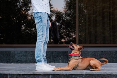 Genç erkek kişi kasabasında köpeğini öğretir