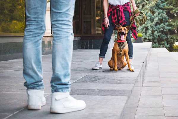 Anak muda melakukan pelatihan ketaatan untuk anjing ras campuran mereka di lingkungan perkotaan . — Stok Foto