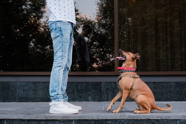 Young male person teaches his dog in the town. — Stock Photo, Image