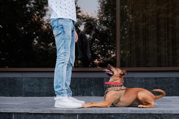 Young male person teaches his dog in the town — Stock Photo, Image