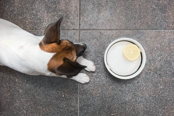 Seekor anak anjing di depan mangkuk air dengan sepotong lemon . — Stok Foto