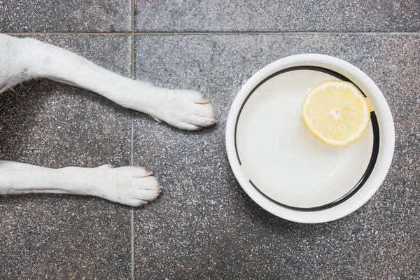 Puppy kaki di lantai dapur di depan mangkuk air dengan irisan lemon . — Stok Foto