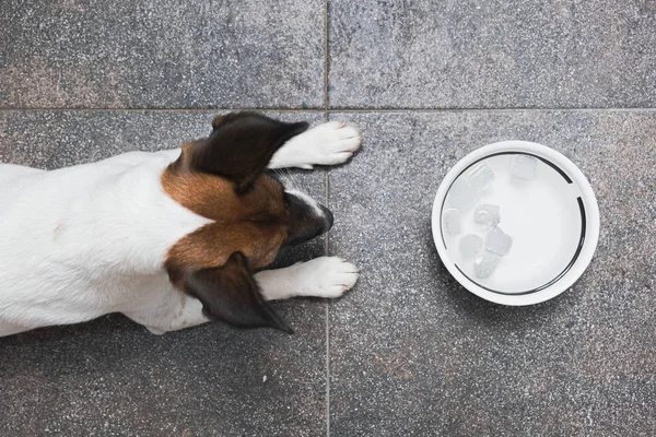 Buz küpleri ile bir su kase önünde bir tilki terrier köpek yavrusu.
