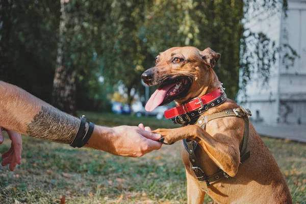 Αστείο και χαρούμενο σκυλί δίνοντας πόδι στον ιδιοκτήτη. — Φωτογραφία Αρχείου