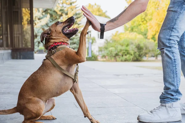 Funny and cheerful dog doing "high five" with the owner. — Stock Photo, Image