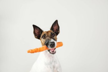Ağzında bir havuç ile genç tilki terrier köpek. 