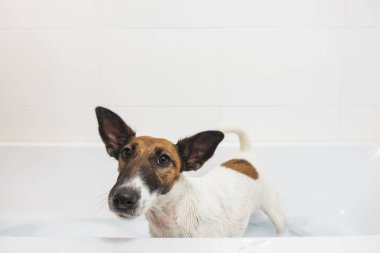 Küçük ıslak tilki terrier köpek yavrusu bir küvette ayakta ve kameraya bakarak