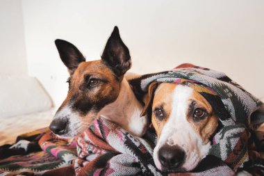 İki genç köpek kanepede bir poncho altında birlikte yatıyordu. 