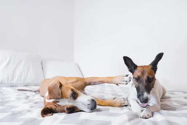 Dos perros jóvenes emocionados jugando en la cama en un dormitorio iluminado . — Foto de Stock