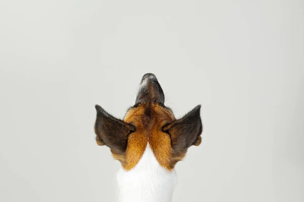 Beyaz stüdyo arka planda köpeğin baş ve boynunun arka görünümü. — Stok fotoğraf