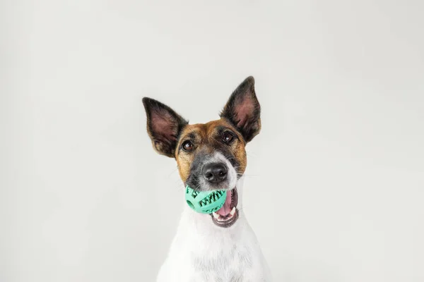 Retrato de perrito zorro terrier juguetón con una pelota en la boca . —  Fotos de Stock