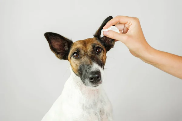 Une main humaine nettoie une oreille de chien avec un coton . — Photo