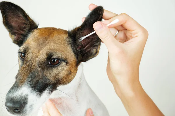 Ludzka ręka czyści ucho psa z wacikiem na ucho, z bliska. — Zdjęcie stockowe