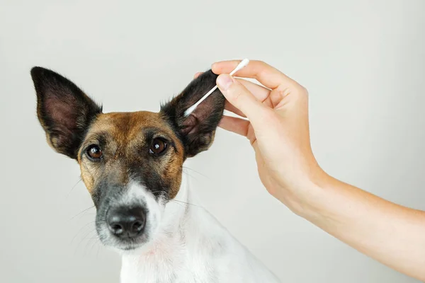 Cleaning a dogs ear with a cotton ear stick.