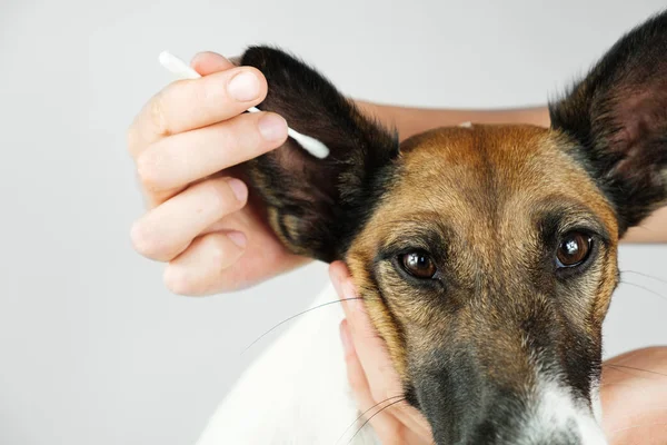 Human hand cleans a dogs ear with a cotton ear stick, close up view.