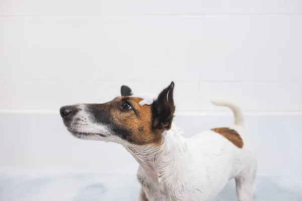 Filhote de cachorro ensaboado molhado em pé em uma banheira . — Fotografia de Stock