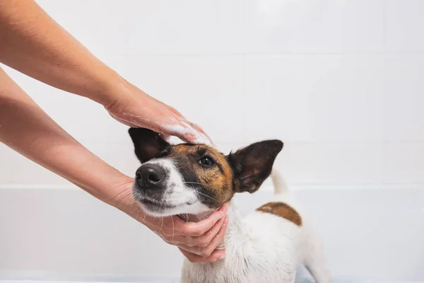 Fox Terrier szczeniak coraz kąpiel i uśmiechnięty. — Zdjęcie stockowe