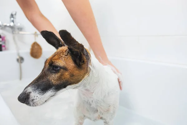 Mãos humanas aplicando sabão em um cachorro raposa terrier no banheiro . — Fotografia de Stock