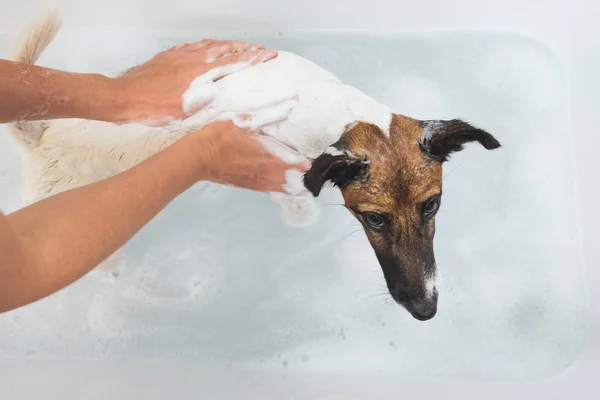 Mãos humanas que aplicam o sabão em um cão na banheira, disparado de cima . — Fotografia de Stock