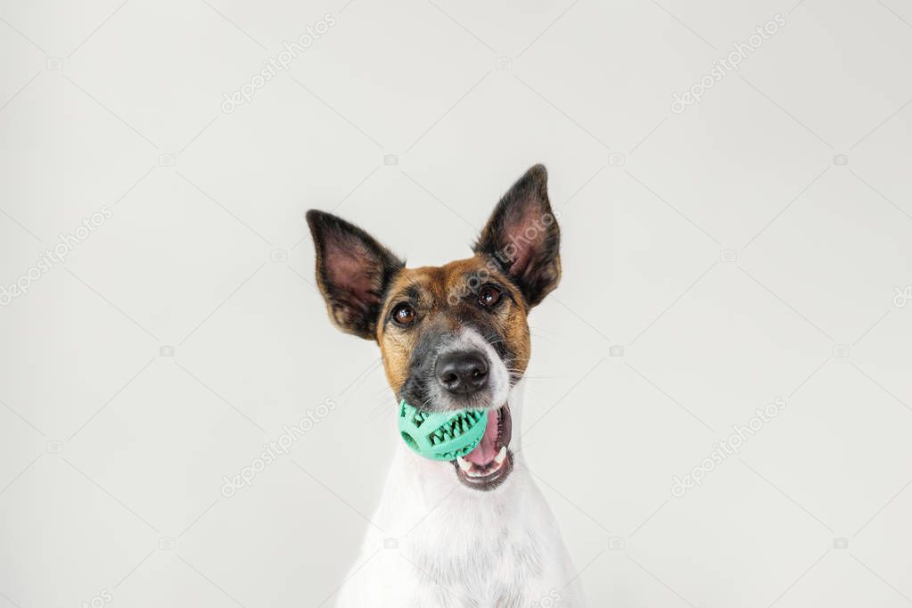 Portrait of playful fox terrier puppy with a ball in mouth. 