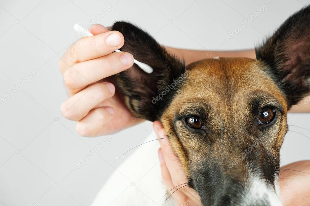 Human hand cleans a dogs ear with a cotton ear stick, close up view. 