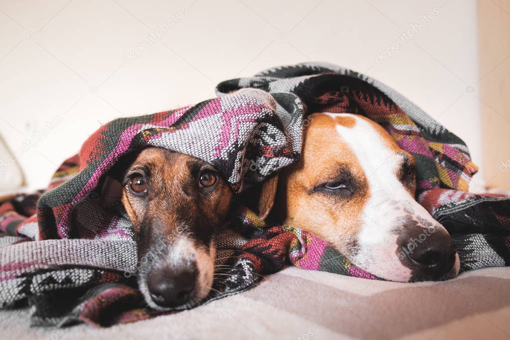 Two young sleepy dogs wrapped in poncho. 
