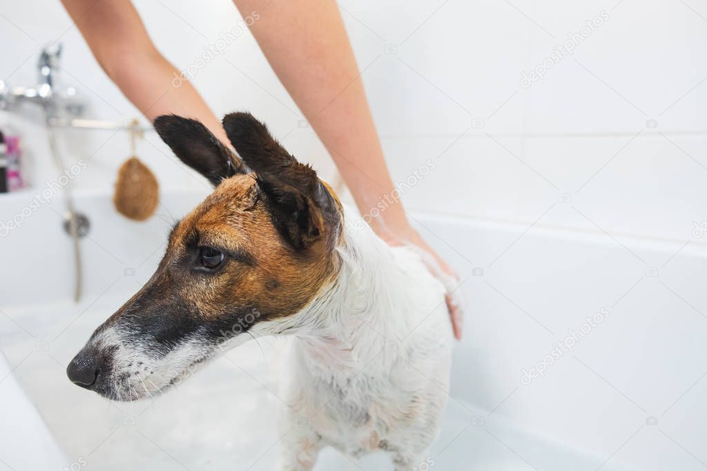 Human hands applying soap on a fox terrier puppy in bathroom. 