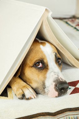 Young dog under a book in the form of a house roof and looks up frightened.  clipart