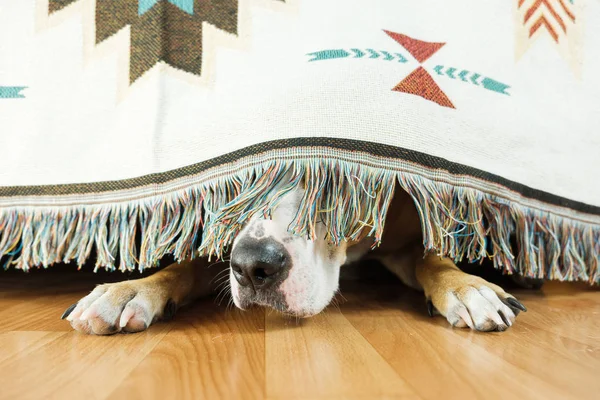 Собака прячется под диваном и боится выходить. . — стоковое фото