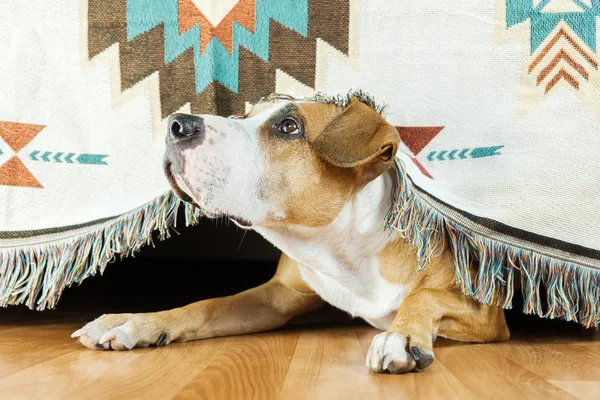Köpek kanepenin altına saklanır ve korkmuş bir şekilde yukarı bakar.. 