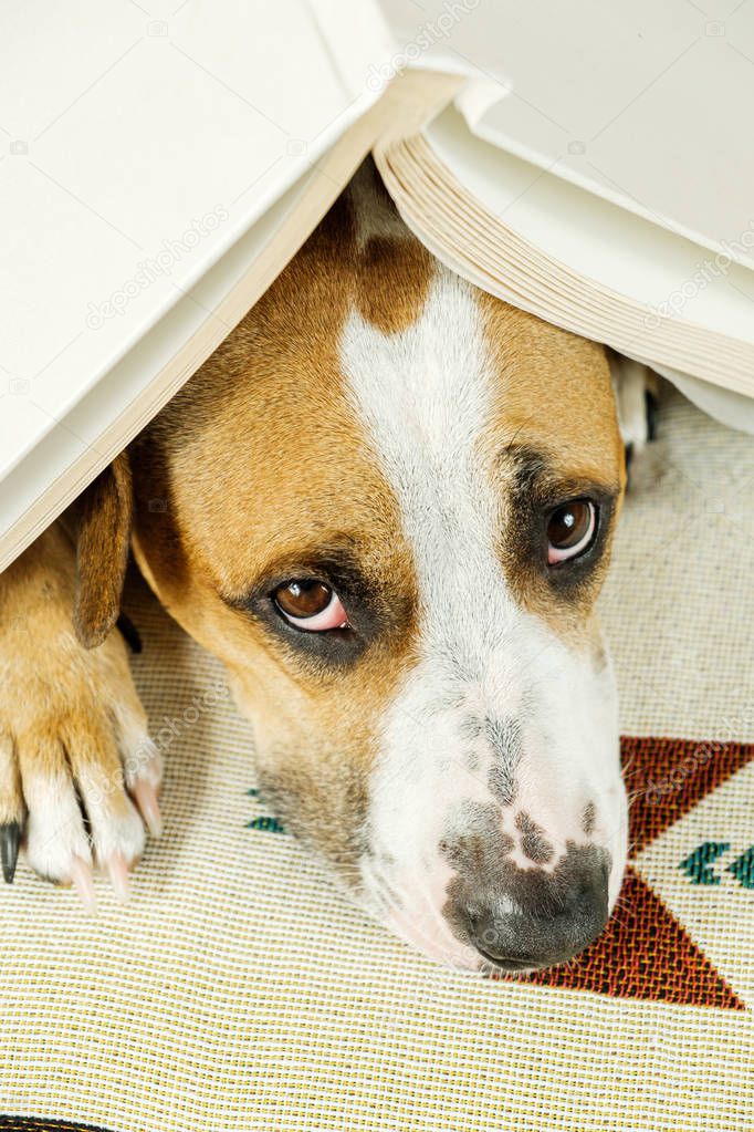 Young dog under a book in the form of a house roof and looks up frightened.