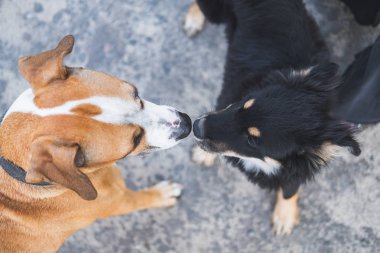 Köpekler birbirini kokluyor, tanıdık, sosyalleşme ve evcil hayvanlarla davranış sorunları