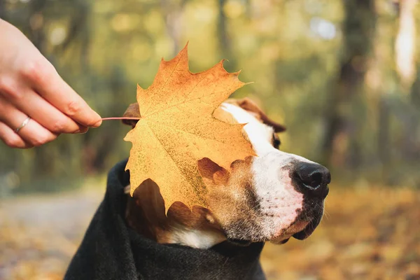 Dog covered with a yellow maple leaf. — Stock Photo, Image