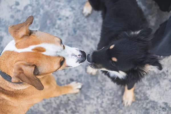 Perros olfateando entre sí, conocimiento, socialización y problemas de comportamiento con las mascotas — Foto de Stock