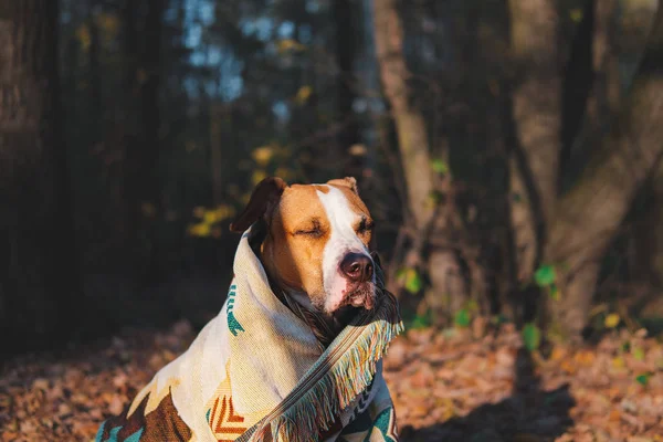 Perro en un acogedor poncho tribal cálido, concepto de humor de otoño . —  Fotos de Stock