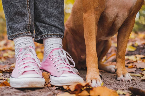 Människa och hunds fötter bland höstlöv. — Stockfoto