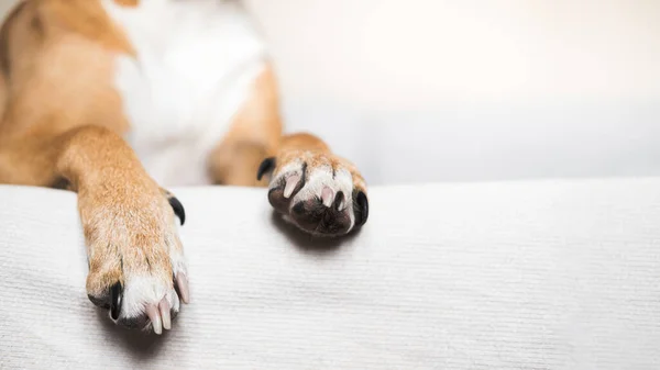 Paws of a dog on a white clean bed, copy space view. Pets at home, alowing dogs on the couch