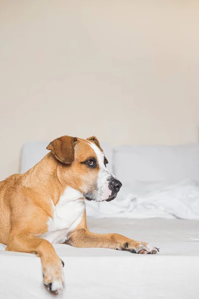 斯塔福德郡的小狗躺在白色干净的床上 家里的宠物 把狗放在沙发上 — 图库照片